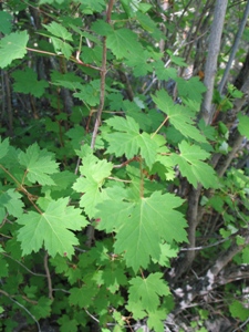 Acer glabrum